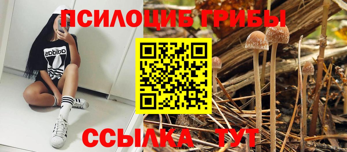 Саратов  Галлюциногенные грибы Psilocybine cubensis  Псилоцибиновые грибы мицелий  Вход с VPN 
